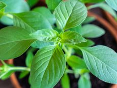 Limonenbasilikum
