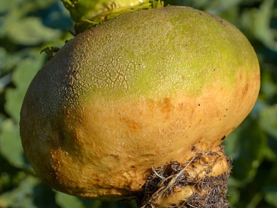 Nachrichtenbrief November 2022