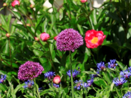 GARTEN-Nachrichten - August 2023