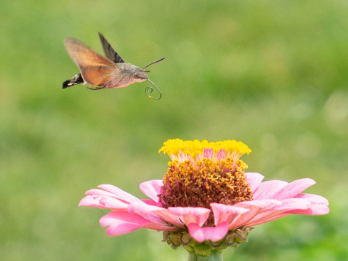 GARTEN-Nachrichten - Juni 2023