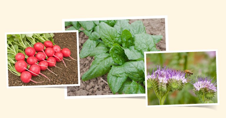 Image - Sommersaaten